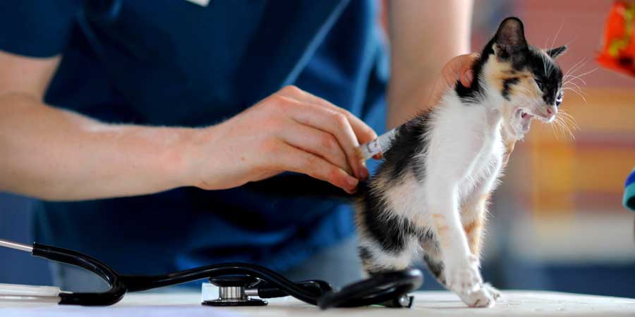 Övriga djur - article5