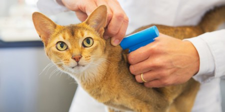 microchipping